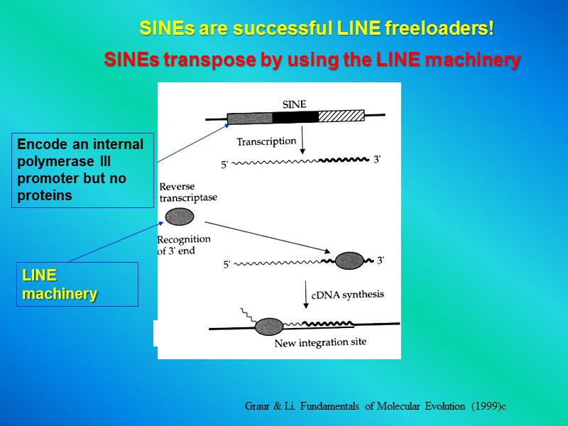 Graur & Li. Fundamentals of Molecular Evolution (1999)c SINEs are successful LINE freeloaders! Encode